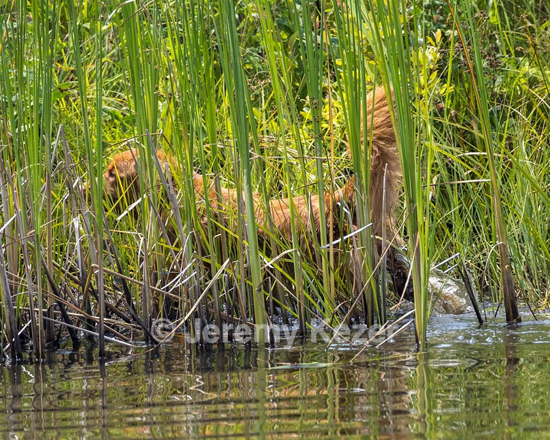 Rosie Patterson
