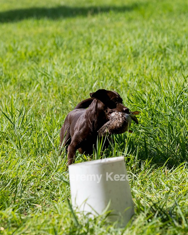 Dixie Plant