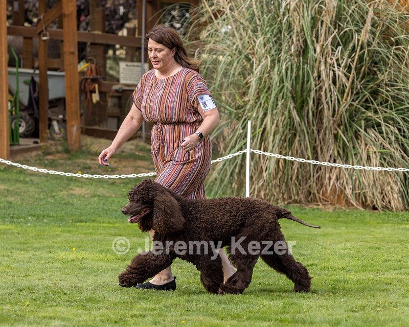 11 - GCH CH BREKKON'S FIRST MARK BN RN CGC TKN