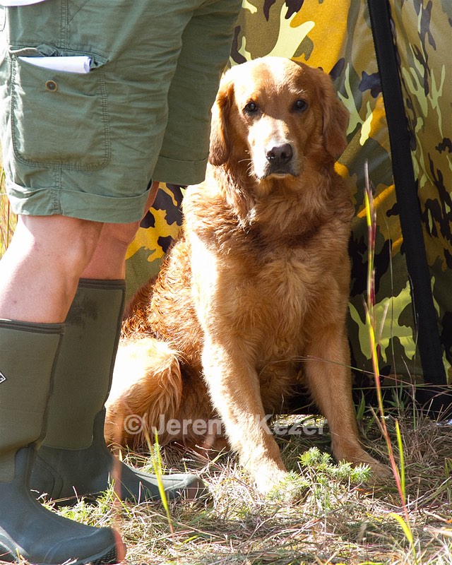 Kodi