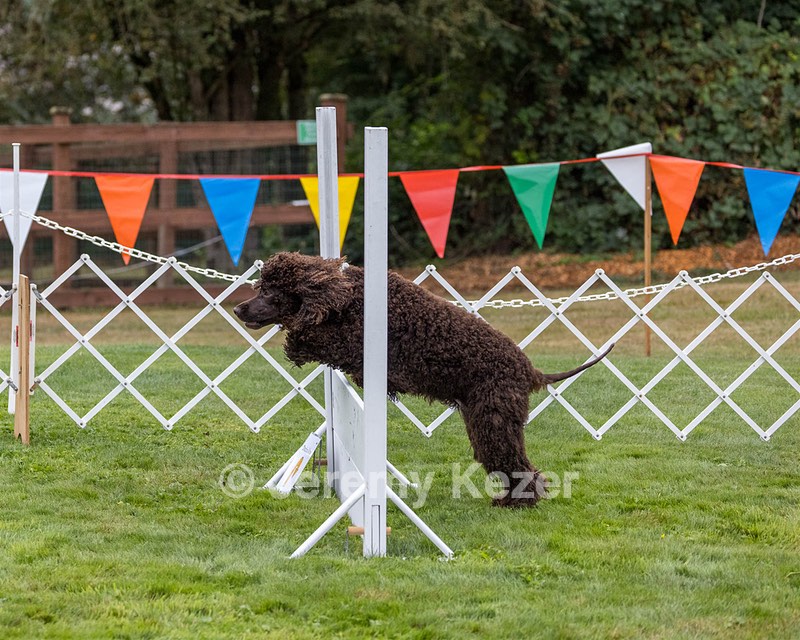 2802 - CH BLACKTHORN'S LASS THAT LOVES A SAILOR IN WICKLOW CD BN RM CGC (Calypso)