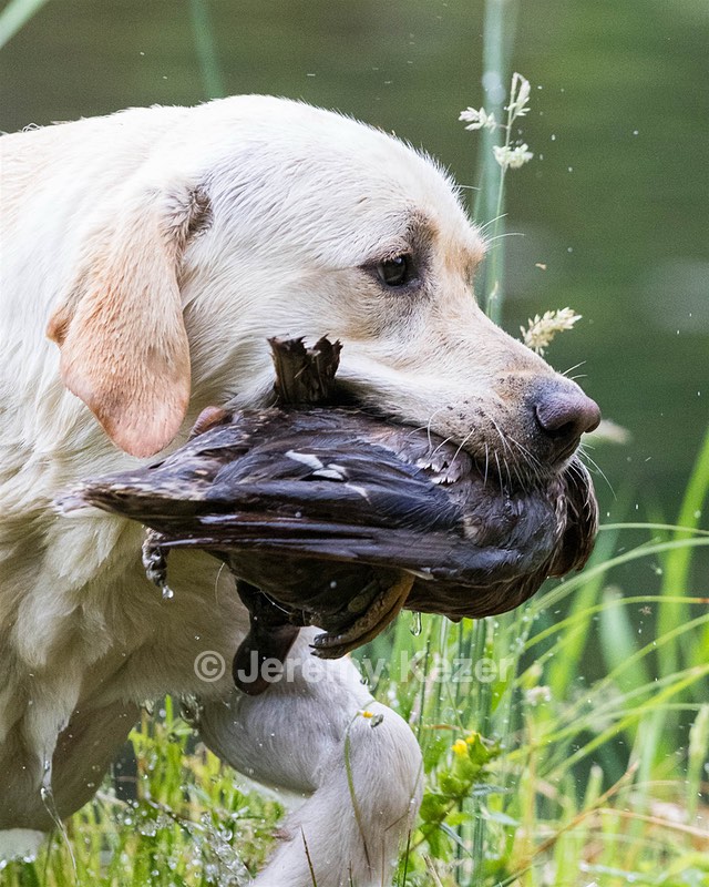Goose