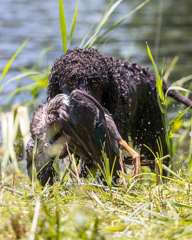Ghillie Kezer