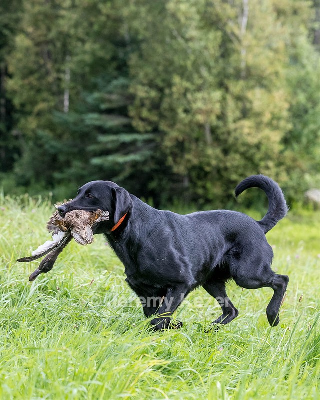 Yogi Mercier