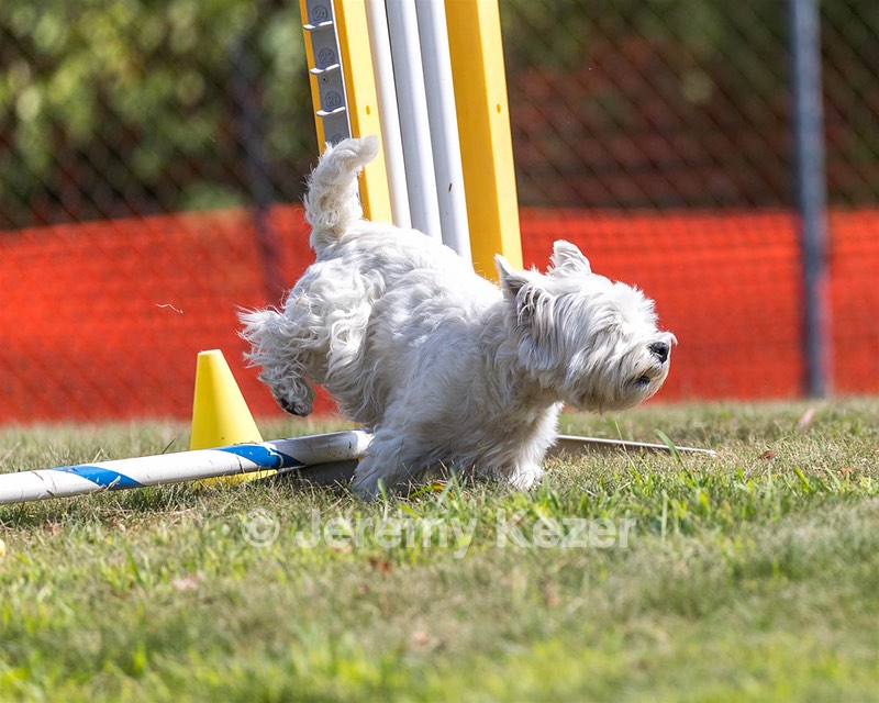 Ivy Barnum