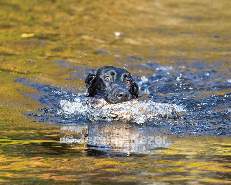 River Woodfall