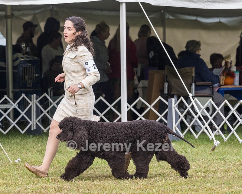 20 - GCHS CH POOLE'S IDE SAY NO MORE OHS CD RE JH DS (Simone)