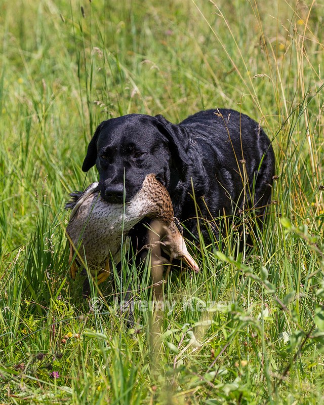 Scout
