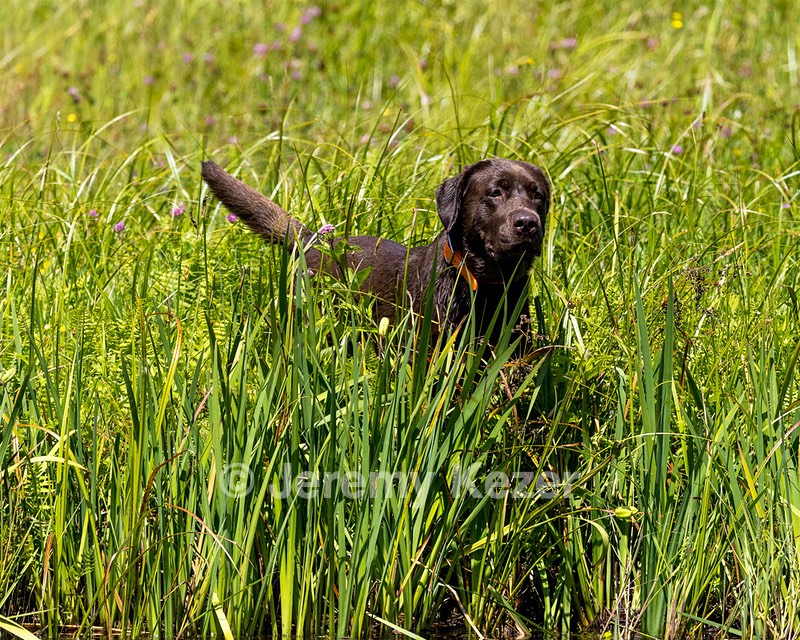 Toffee Wilson