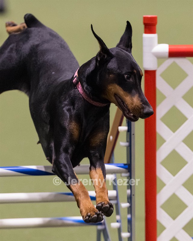 Boo Harmon