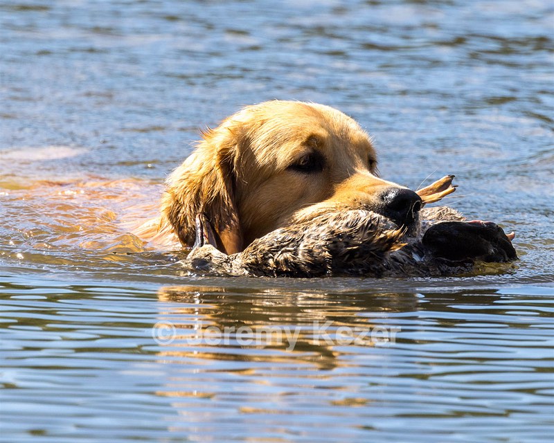 Bolt Vuletic