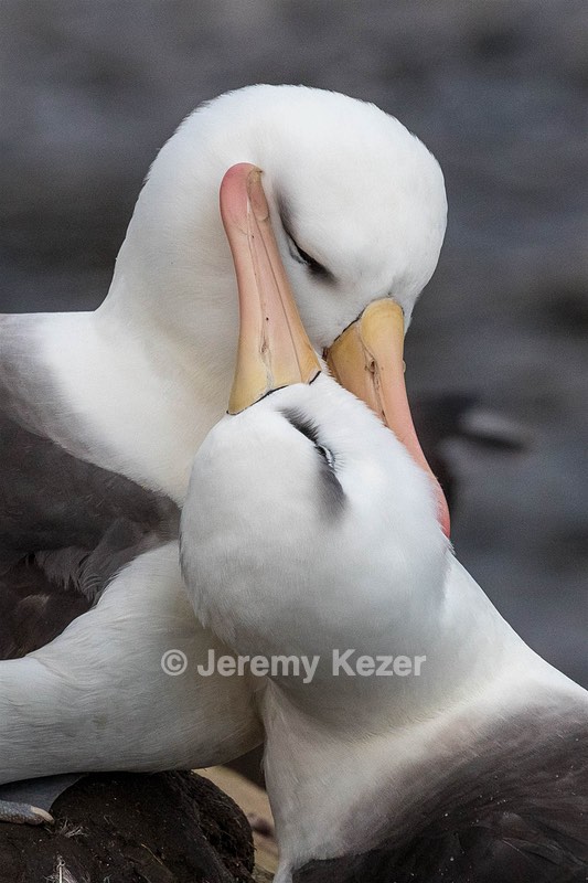 Black-Browed Gulls, Saunders Island, The Falklands