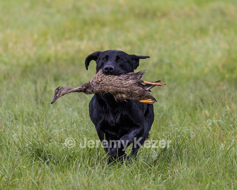 Scout Wood