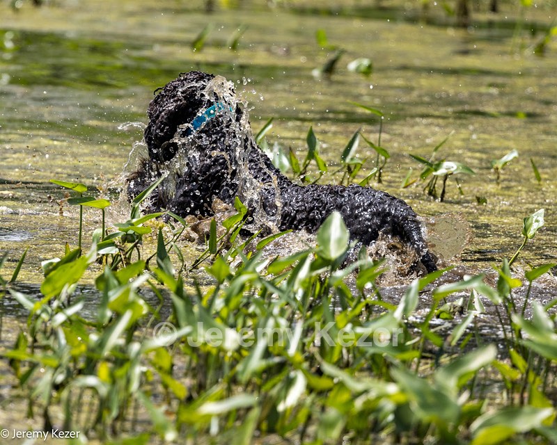 Ghillie