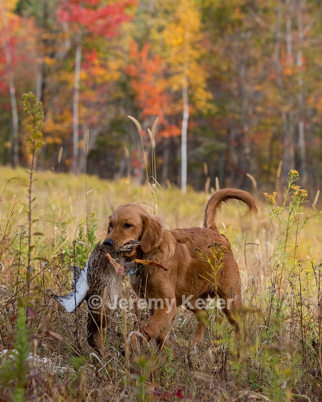 Marsha Wilcox's Pete