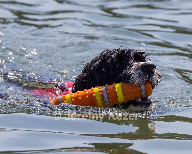 Mizzen Kutner