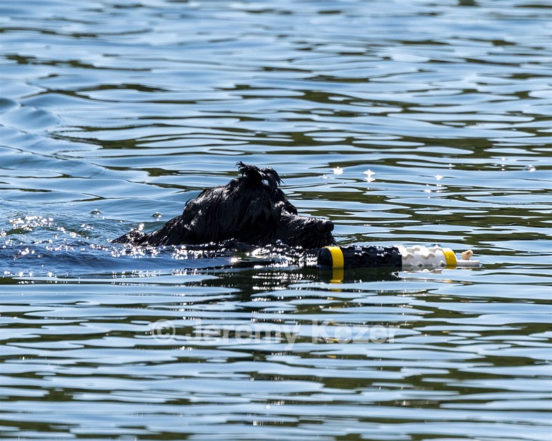 Steel Kennedy