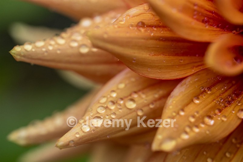 Dahlia