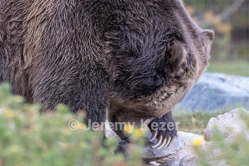Grizzly & Wolf Discovery Center, West Yellowstone