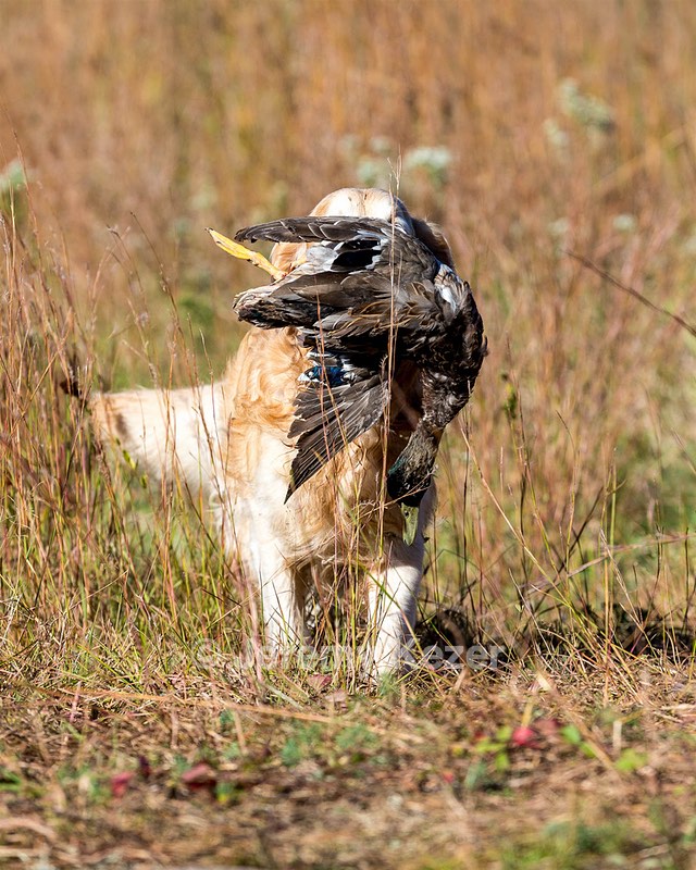 Ghillie Deresienska