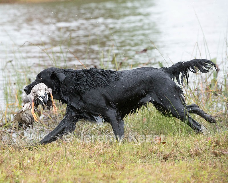 Onyx