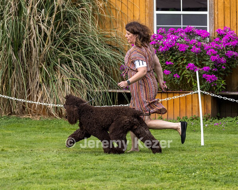 11 - GCH CH BREKKON'S FIRST MARK BN RN CGC TKN (Hunny)