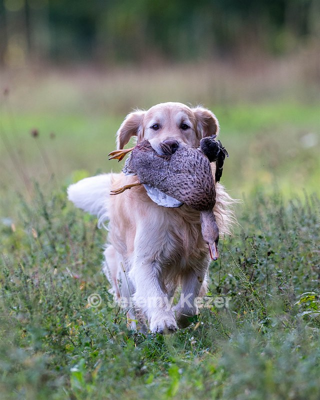 Ghillie Deresienska