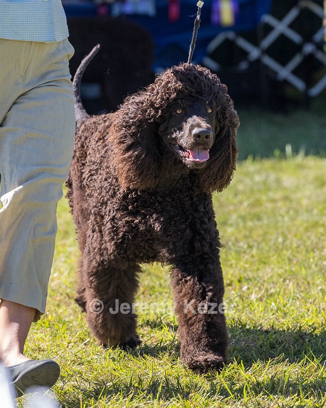 09 - GCH CH POOLE'S IDE DARK KNIGHT RN CGC TKN ATT (Oscar)