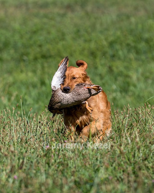 Bailey Bunting