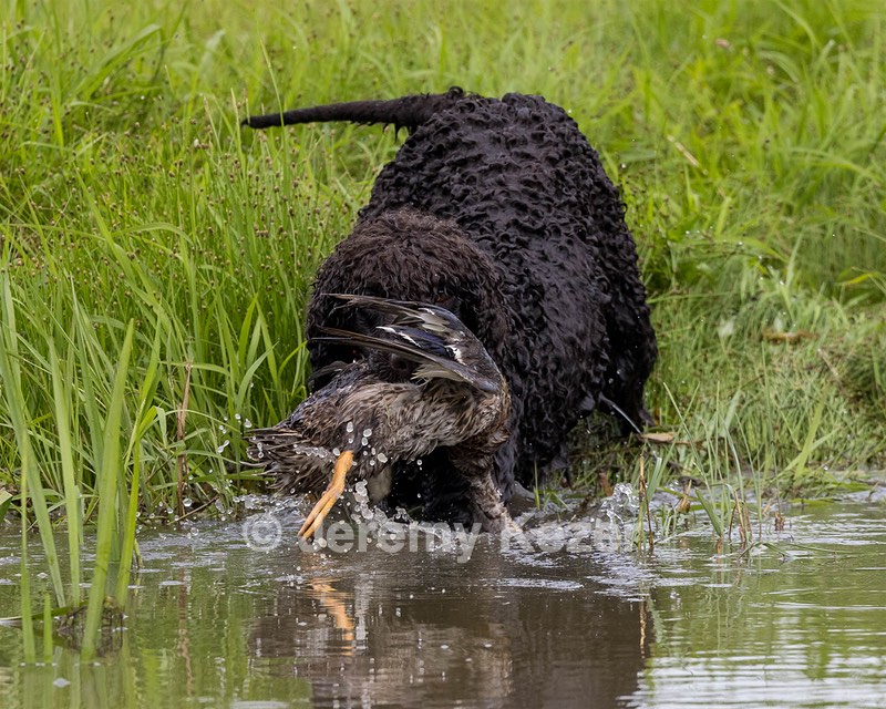 Ghillie Kezer