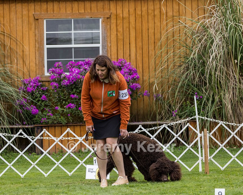 2304 - GCH CH BREKKON'S FIRST MARK BN RN CGC TKN