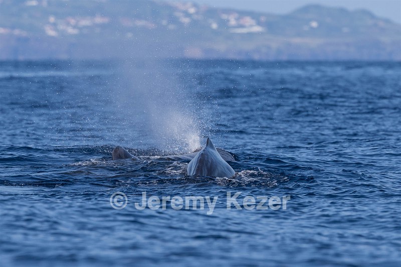Sperm Whale