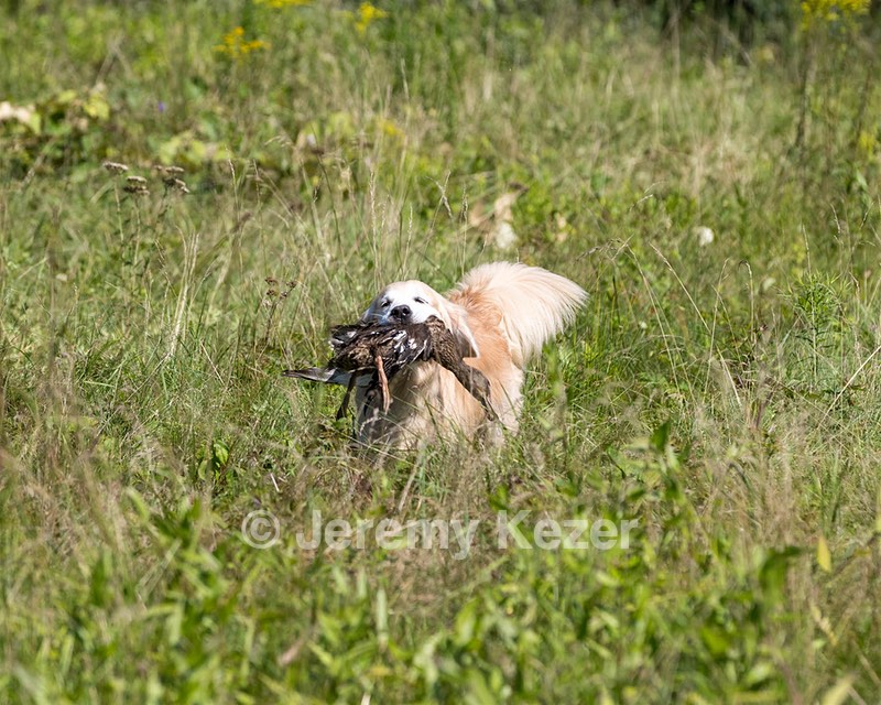 Cersei Webb