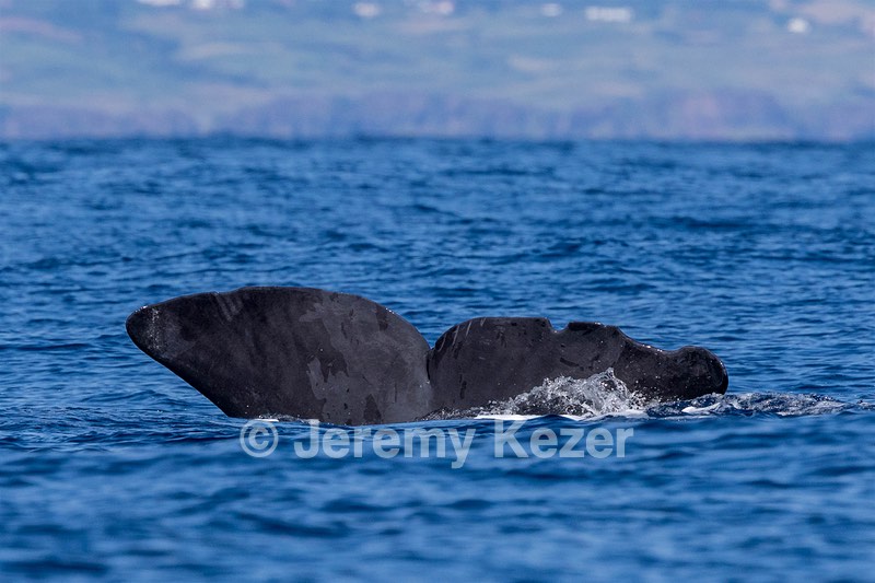 Sperm Whale