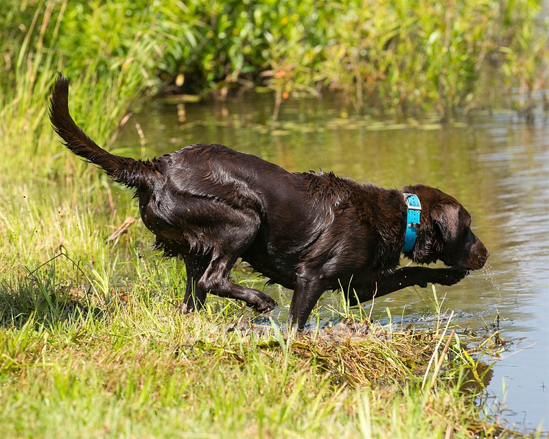 Dixie decamp