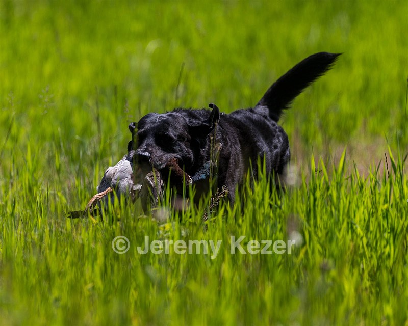 Ruger Bodine