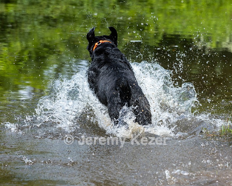 Levi Wolf