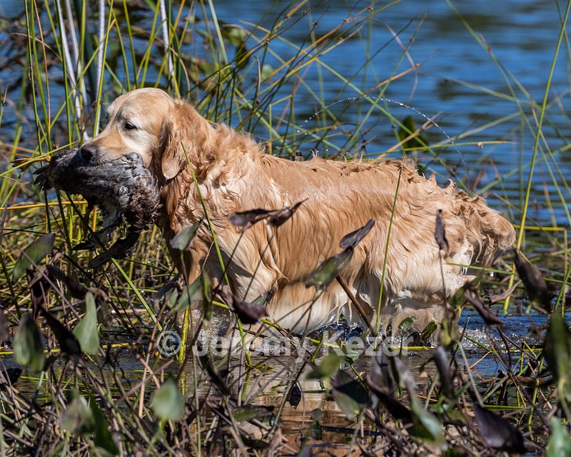 Ghillie Deresienska