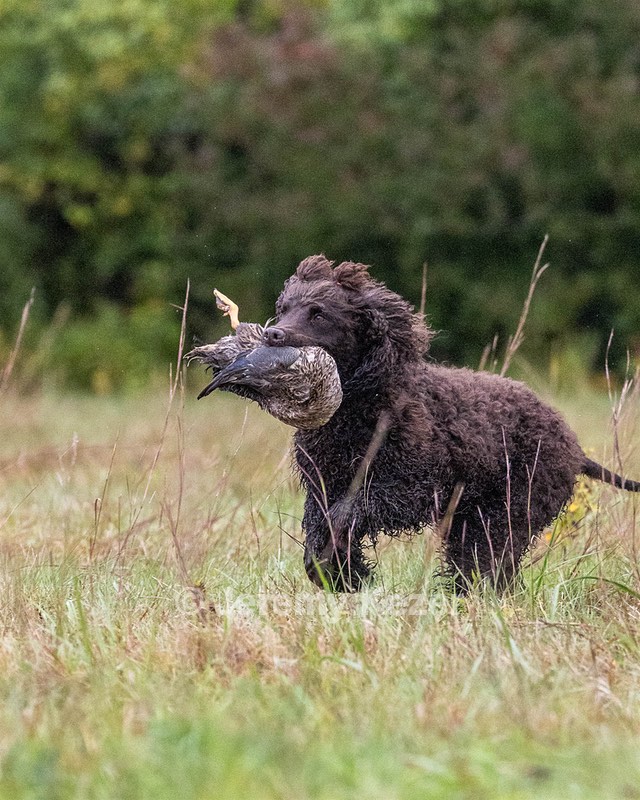 Ghillie Kezer