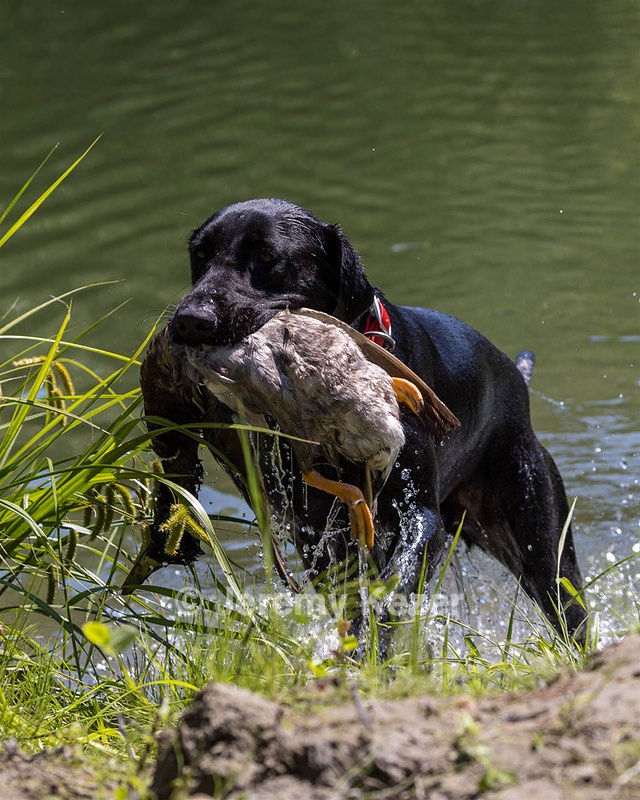 Otter Marro