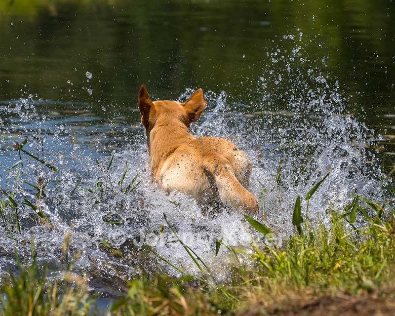 Trout Cosgrove
