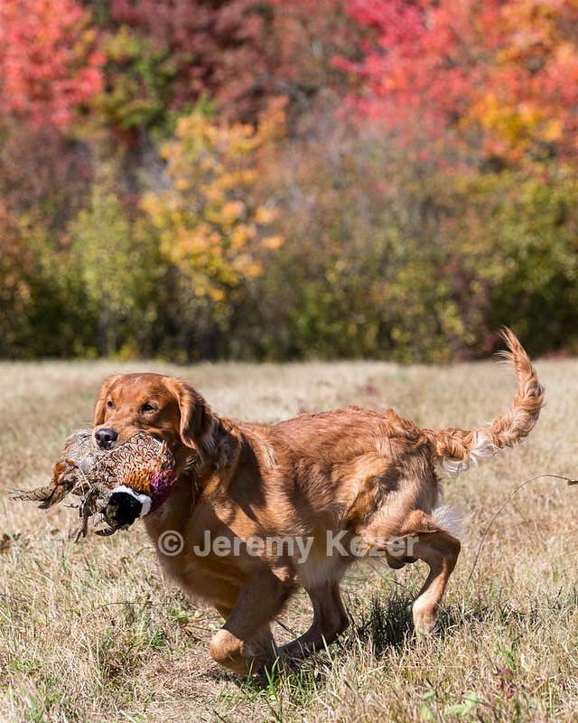 Chase