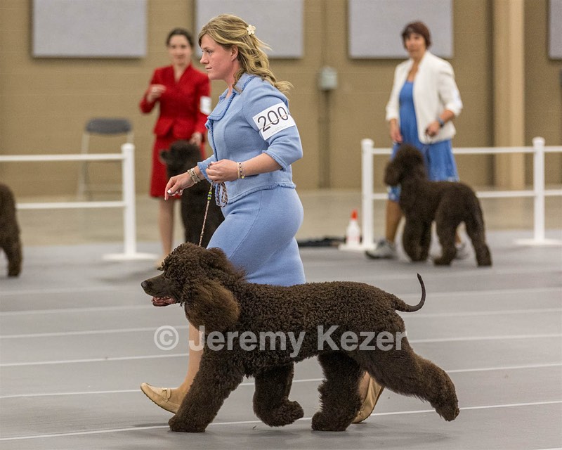 200 - GCH CH Poole’s Ide By Design (Skeeter)
