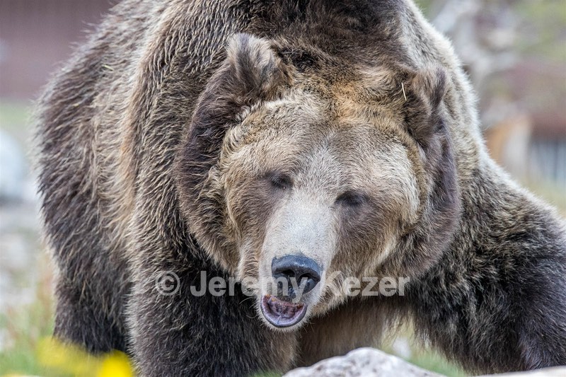 Grizzly & Wolf Discovery Center, West Yellowstone
