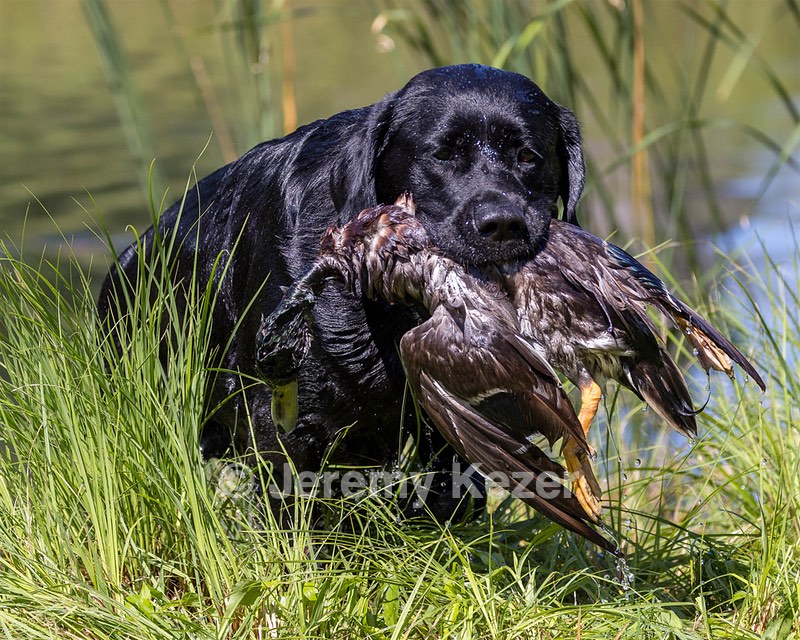 Poppy Maloney