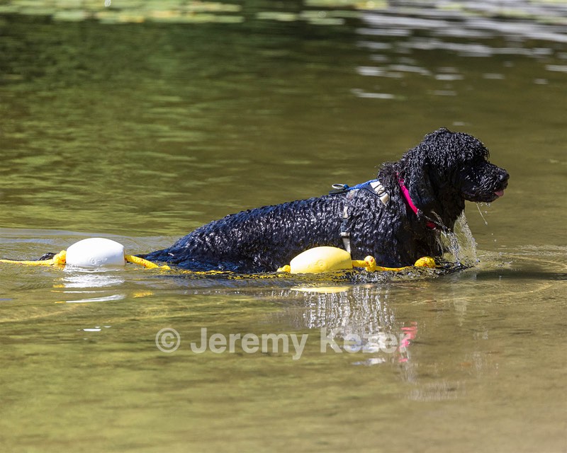 Ziva Alissa