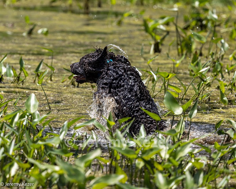Ghillie