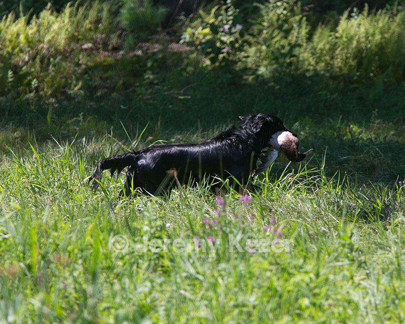 Gunner McCluer