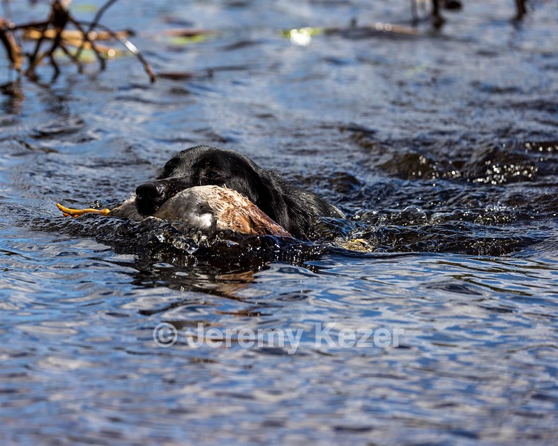 Lena Schuko