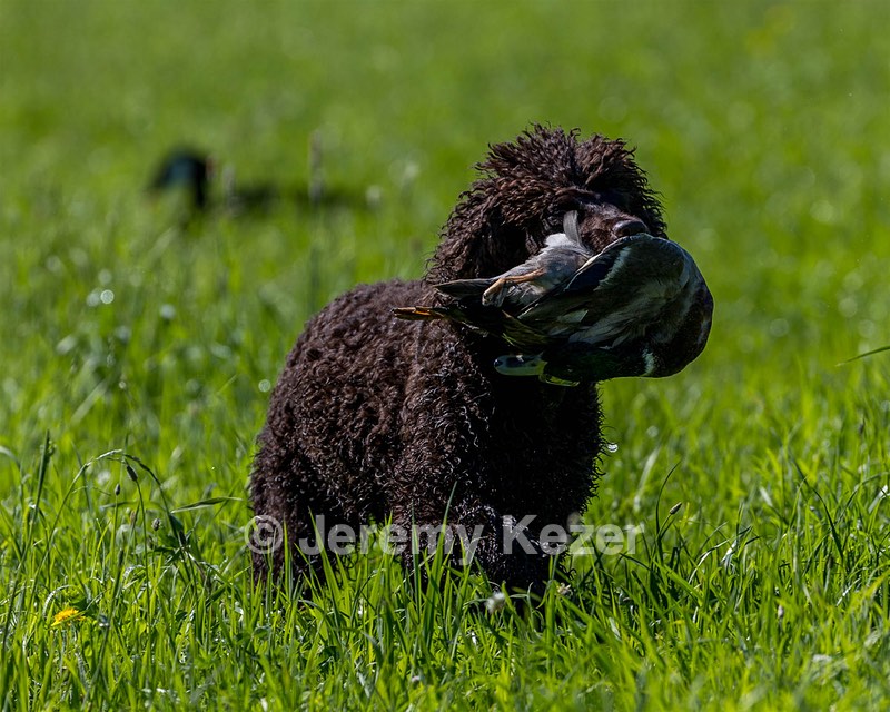 Ghillie Kezer